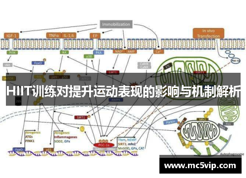 HIIT训练对提升运动表现的影响与机制解析